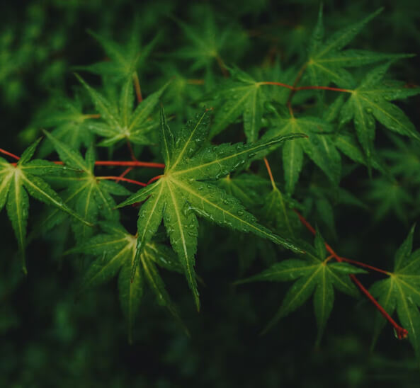 Cannabis Grow Tour
