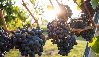 Colorado Vineyards